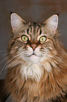 Maine Coon Portrait