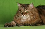 liegende Maine Coon