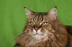 Maine Coon Portrait