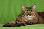 liegende Maine Coon