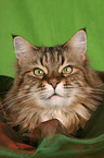 Maine Coon Portrait