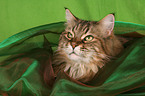 Maine Coon Portrait