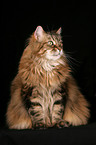 sitzende Maine Coon