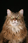 Maine Coon Portrait