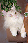 liegende Maine Coon