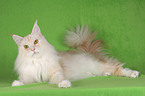 liegende Maine Coon