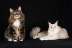 2 Maine Coons