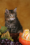 Maine Coon Ktzchen