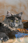 liegende Maine Coon