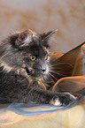 liegende Maine Coon