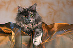 liegende Maine Coon