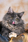 liegende Maine Coon