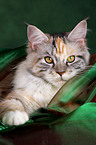 liegende Maine Coon