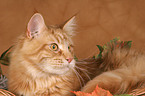 Maine Coon Portrait