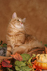 sitzende Maine Coon