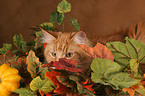 Maine Coon Portrait