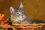 Maine Coon in Krbchen