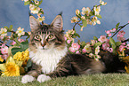 liegende Maine Coon