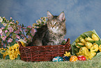 junge Maine Coon an Ostern