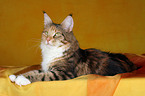 liegende Maine Coon