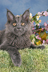 junge Maine Coon