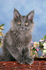 junge Maine Coon