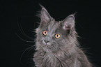 junge Maine Coon