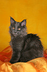 junge Maine Coon