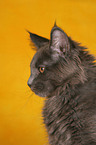 junge Maine Coon