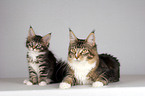 2 Maine Coons