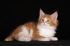 Maine Coon Ktzchen