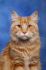 Maine Coon