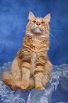 Maine Coon