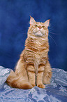 Maine Coon