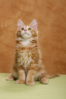 Maine Coon Ktzchen