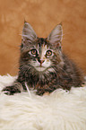 Maine Coon Ktzchen