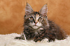 Maine Coon Ktzchen