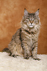 Maine Coon