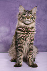 Maine Coon