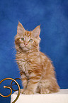 Maine Coon Ktzchen