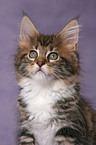 Maine Coon Ktzchen