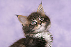 Maine Coon Ktzchen