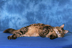 liegende Maine Coon