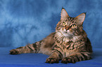 liegende Maine Coon