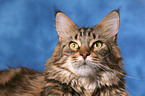 Maine Coon Portrait