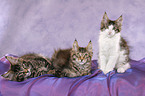 3 Maine Coon Ktzchen