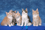 5 Maine Coon Ktzchen