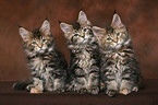 3 Maine Coon Ktzchen