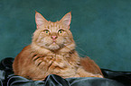 liegender Maine Coon Kater