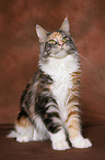 sitzende bunte Maine Coon